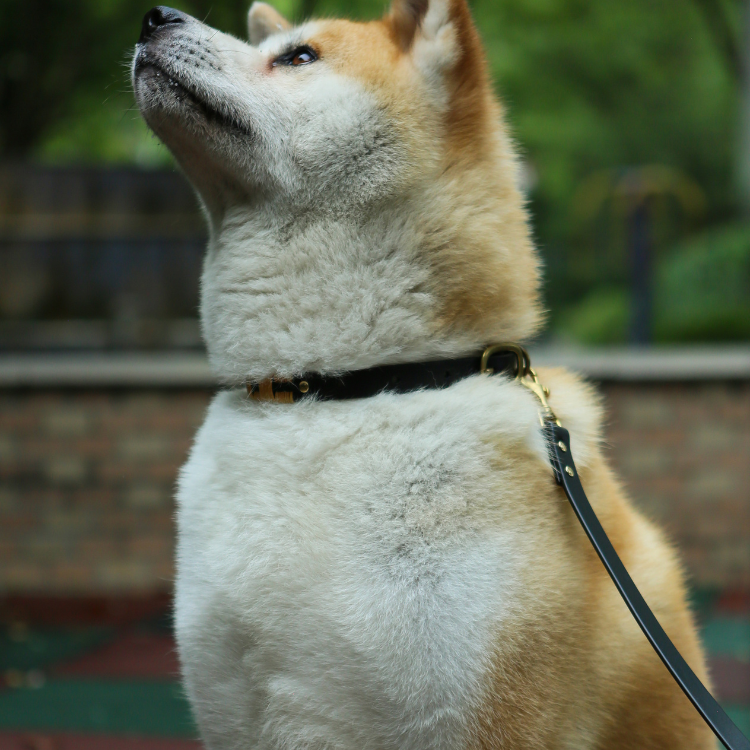 High quality leather dog leash